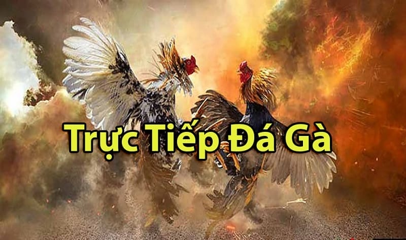 https://www.coon.us.com/tim-hieu-ve-da-ga-thomo-campuchia/